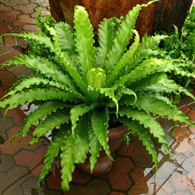 Buy Victoria Bird Nest Fern Asplenium Victoria Plant Online At Nurserylive Best Plants At Lowest Price