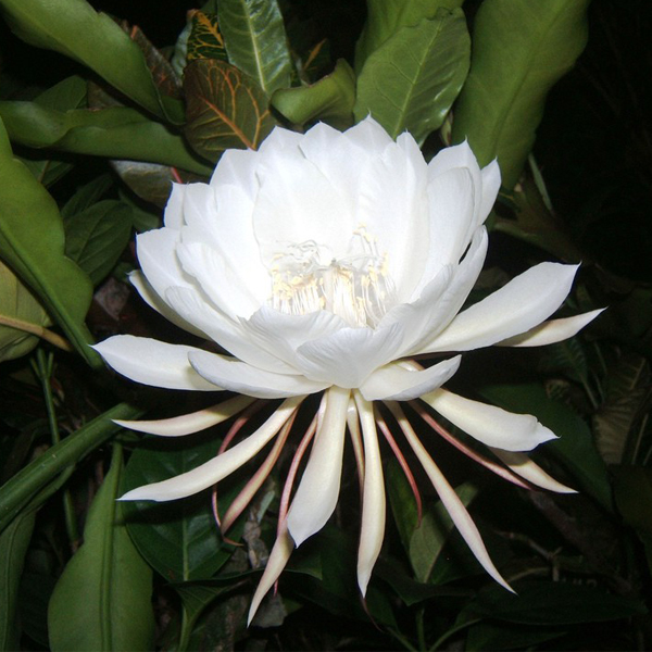 Buy brahma kamal, epiphyllum oxypetalum - plant online at nurserylive ...