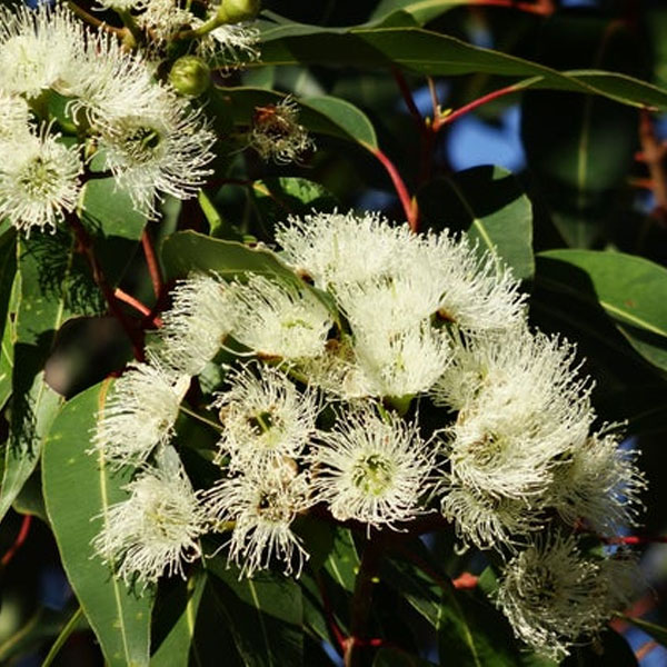 Buy Eucalyptus Citriodora Lemon Eucalyptus 0 5 Kg Seeds Online At Nurserylive Best Seeds At Lowest Price