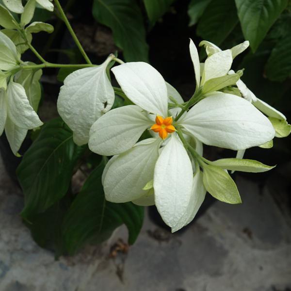 Buy Mussaenda White Plant Online At Nurserylive Best Plants At Lowest Price