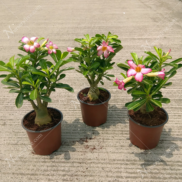 Buy Set Of 3 Bonsai Looking Adenium Plants Online At Nurserylive Best Plants At Lowest Price