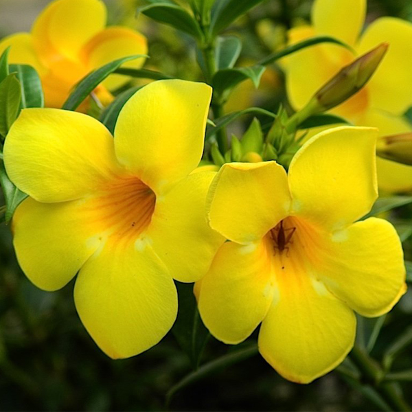 Buy Allamanda Creeper Pentalinon Luteum Yellow Plants Online At Nurserylive Best Plants At Lowest Price