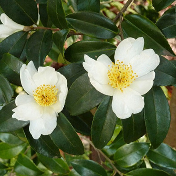 Buy camellia sinensis - plant online at nurserylive | Best plants at ...