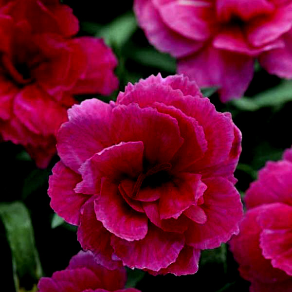 Buy Carnation Dark Pink Plant Online At Nurserylive Best Plants At Lowest Price