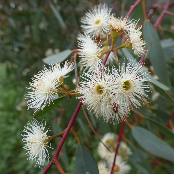 Eucalyptus Camaldulensis