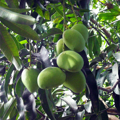 Buy mango amrapali, aam amrapali (grafted) - plant online at ...