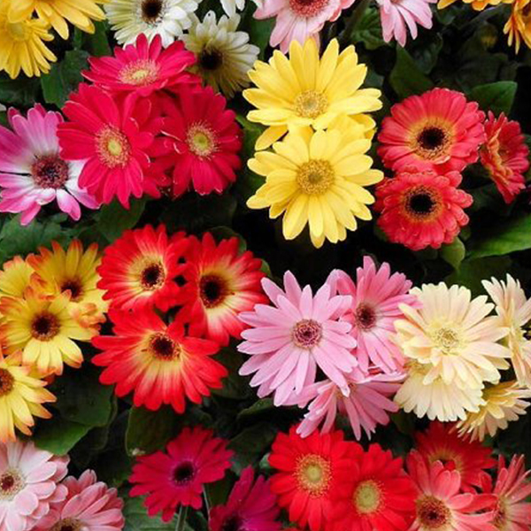 Buy Gerbera Micro Mini Mixed Color Flower Seeds Online At Nurserylive Best Flower Seeds At Lowest Price