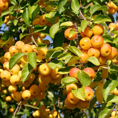 Buy Golden Apple Malus Plant Online At Nurserylive Best Plants At Lowest Price