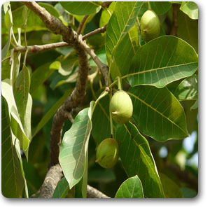 Buy mahua, tree of revati nakshatra, pisces or meen rashi - plant ...