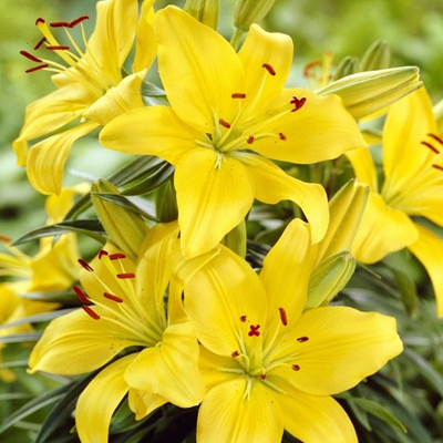 Buy Malesco Asiatic Lily Yellow Bulbs Online At Nurserylive Best Flower Bulbs At Lowest Price