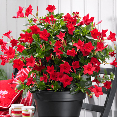 Buy Mandevilla Any Color Plant Online At Nurserylive Best Plants At Lowest Price