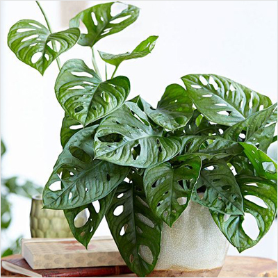 Buy Monstera Obliqua Plant Online At Nurserylive Best Plants At Lowest Price