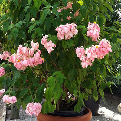 Buy Mussaenda Pink Plant Online At Nurserylive Best Plants At Lowest Price