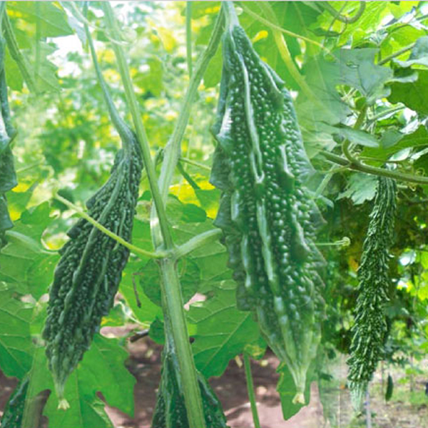 Buy Bitter Gourd F1 Chu Chu 415 Vegetable Seeds Online At Nurserylive Best Vegetable Seeds At Lowest Price