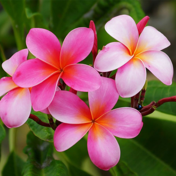 Buy plumeria, champa (any color) - plant online at nurserylive | Best ...