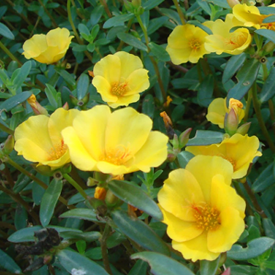 Buy Portulaca Oleracea 10 O Clock Yellow Plant Online At Nurserylive Best Plants At Lowest Price