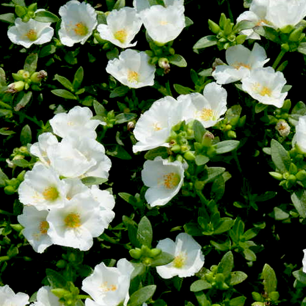 Buy Portulaca Oleracea 10 O Clock White Plant Online At Nurserylive Best Plants At Lowest Price