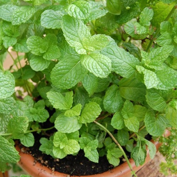 Buy mint plant information