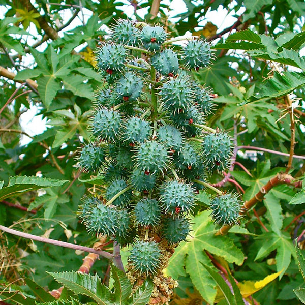 Buy Ricinus Communis Castor Oil Plant Arandi 0 5 Kg Seeds Online At Nurserylive Best Seeds At Lowest Price