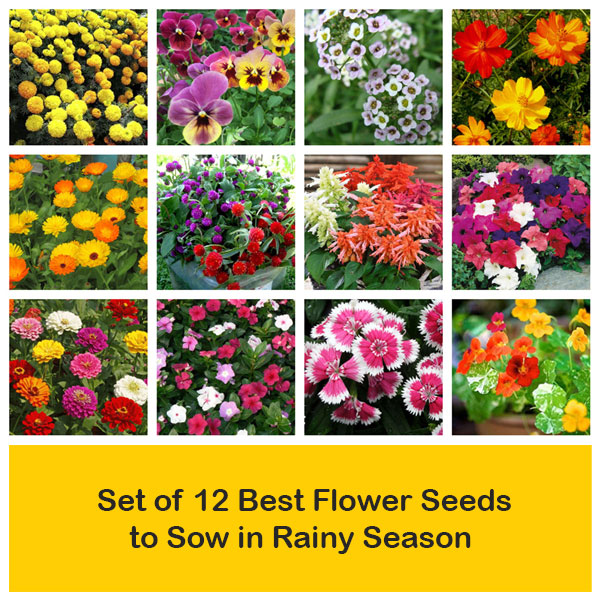 Flowering Seeds Packs: Set of 12 Best Flower Seeds to Sow in Rainy Season