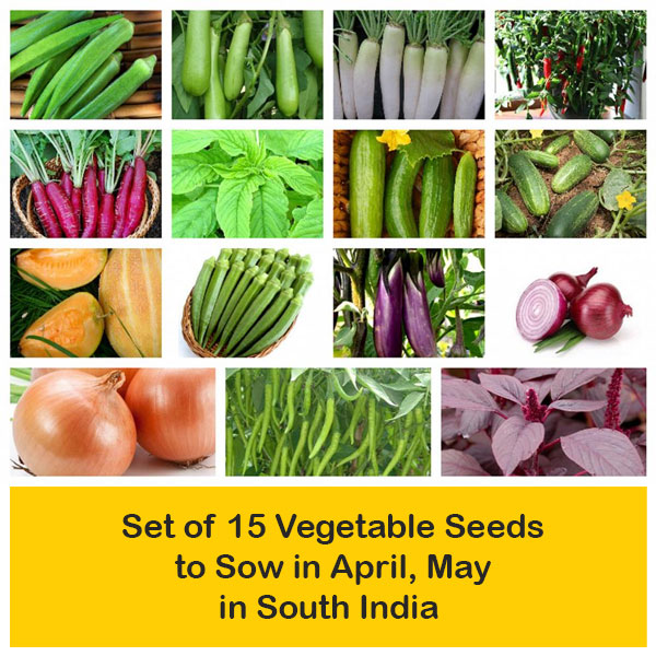 month-wise-gardening-set-of-15-vegetable-seeds-to-sow-in-april-may-in