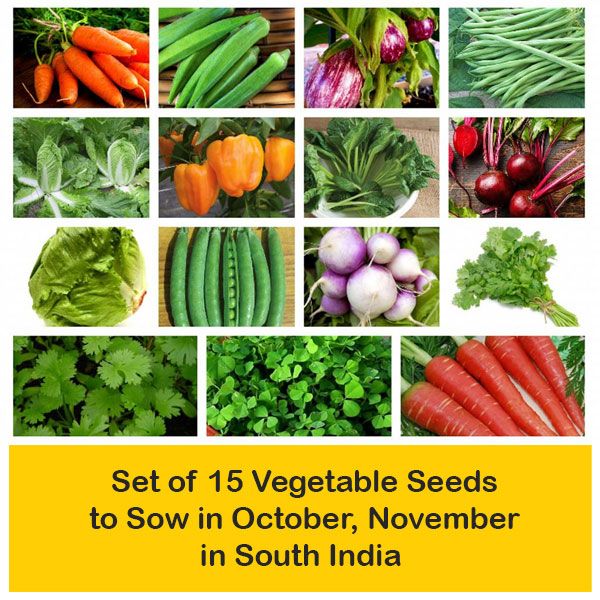 Month Wise Gardening Set Of Vegetable Seeds To Sow In October