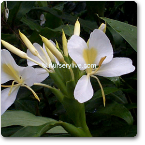 White Ginger Lily, Sontakka - Plant