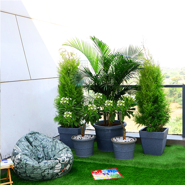 Terrace Garden Popular Outdoor Plants for Gardening on Terrace