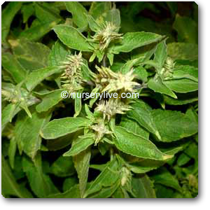 Buy vaijayanti - plant online at nurserylive | Best plants at lowest price