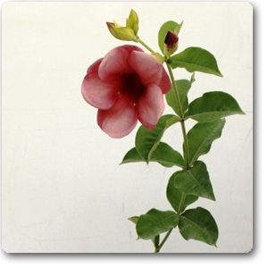 Buy Allamanda Tiger Peach Orange Plant Online At Nurserylive Best Plants At Lowest Price