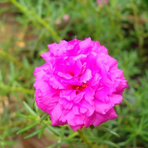 Buy Top 10 Plants For Flower Bed Online At Nurserylive Largest Plant Nursery In India