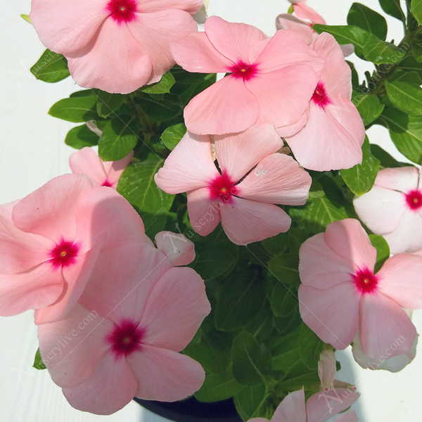 Buy Vinca Peach Plant Online At Nurserylive Best Plants At Lowest Price