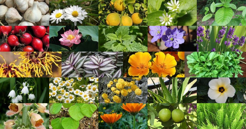 Plants Medicine : Top 150 Plants Used As Medicine