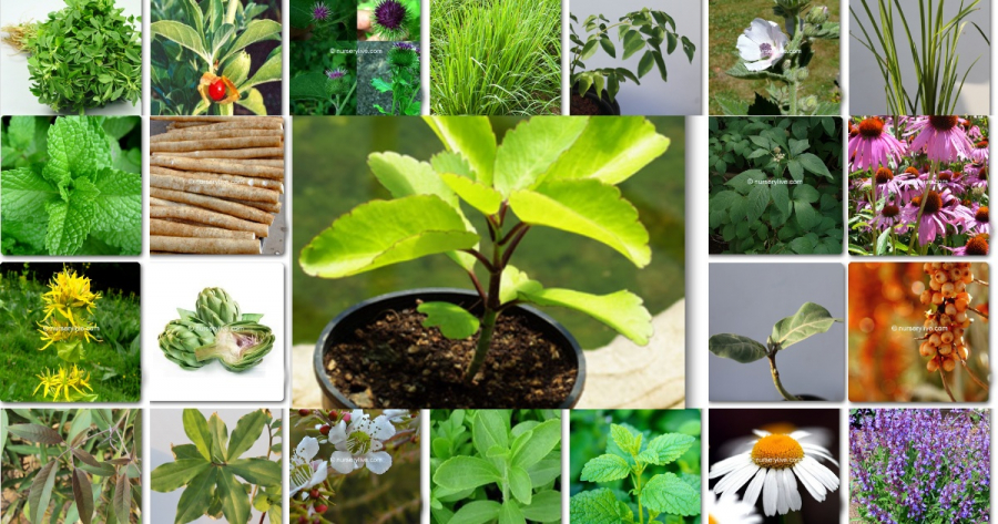 32 Medicinal Plants To Keep At Your Home Always